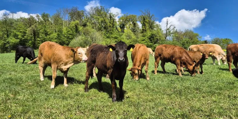 Der Mäuseacker 2025: Black Angus und Limousin auf der Weide
