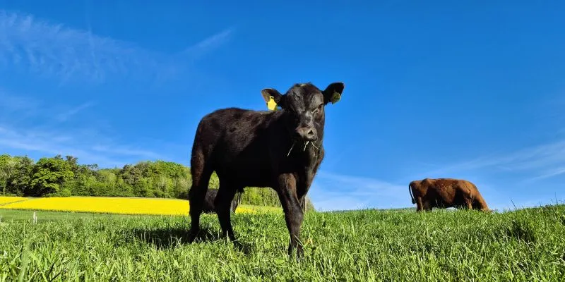 Der Mäuseacker heute: Black angus Kalb auf der Weide