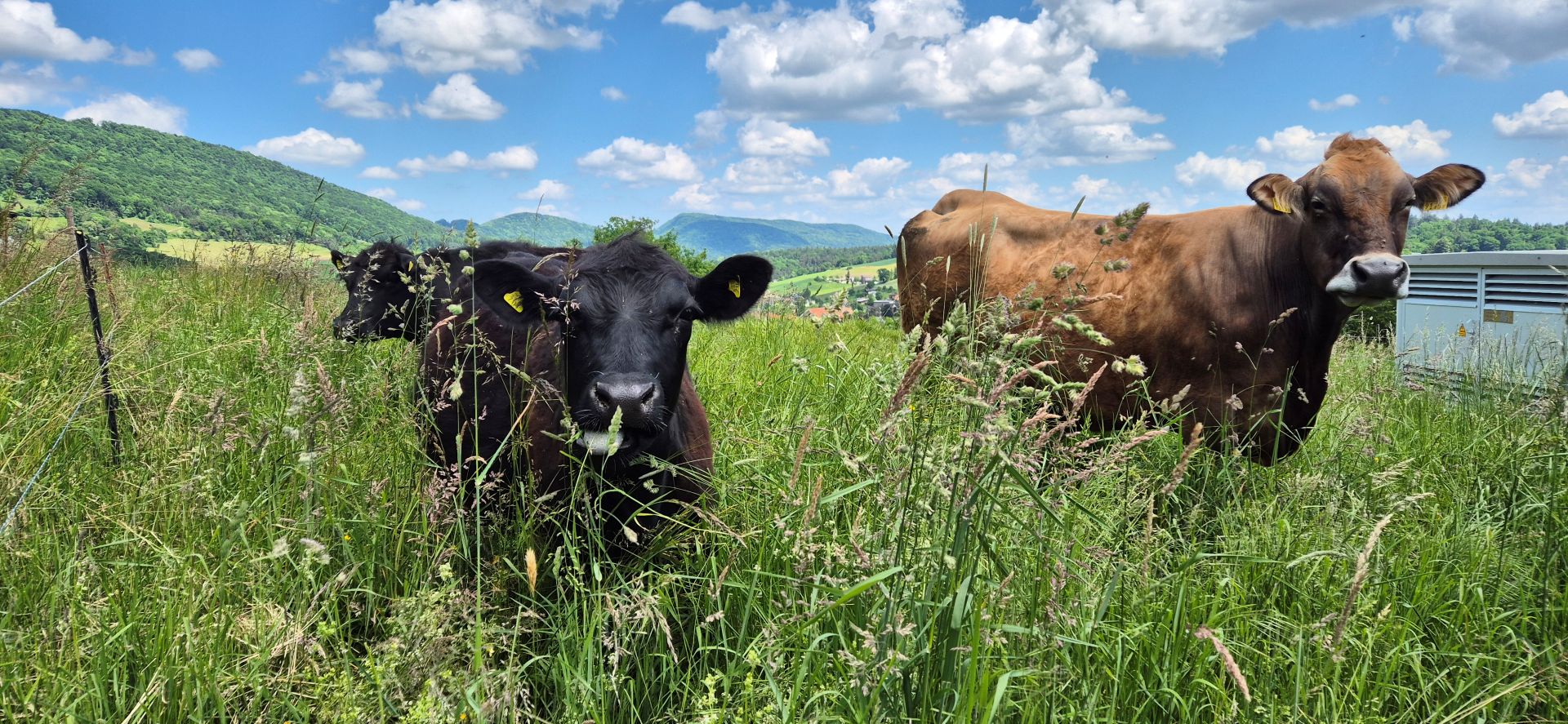 Black Angus Rinder auf der Weide