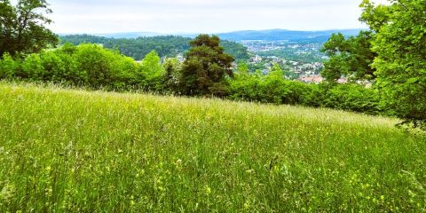 Grüne Weiden und blauer Himmel