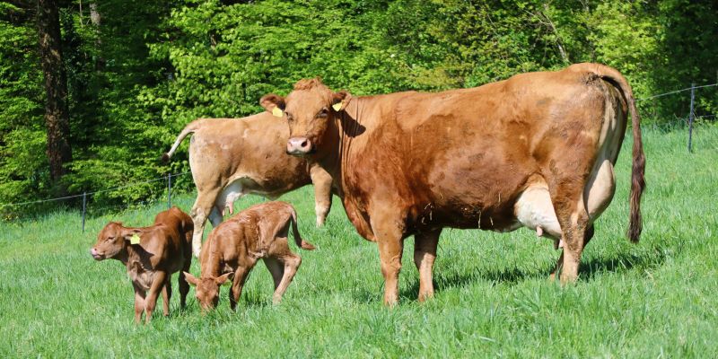 Black Angus Rind ruhig auf der Weide