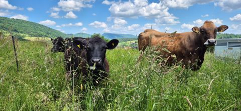 Zart marmoriertes Black Angus Fleisch